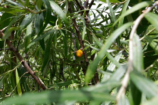 Seaberry Titan 3 year old