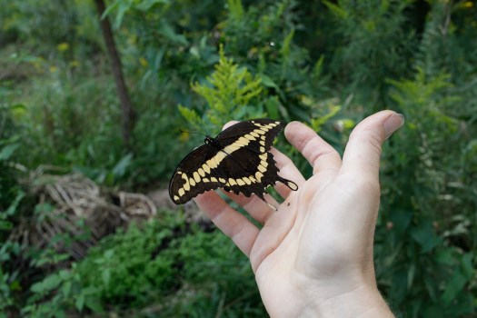 butterfly on hand