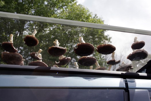 drying mushrooms on van roof