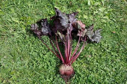 Giant beet