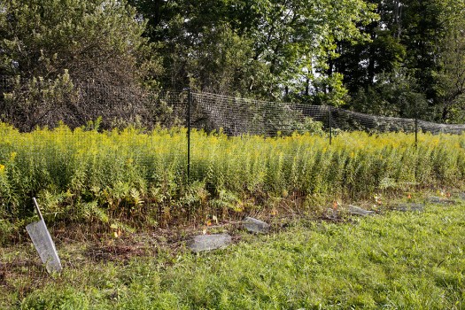 Hazel hybrids by fence