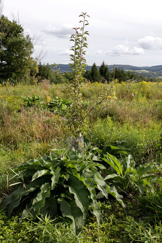 Pear tree with comfrey