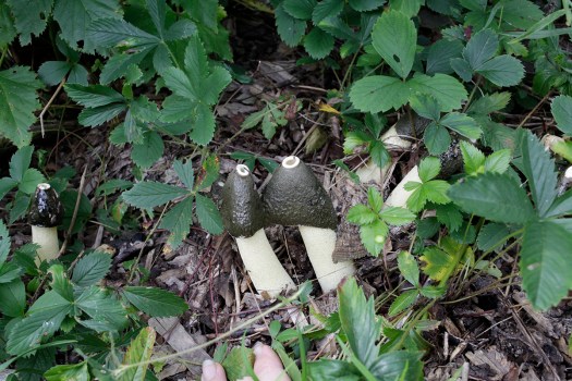 Weird mushrooms