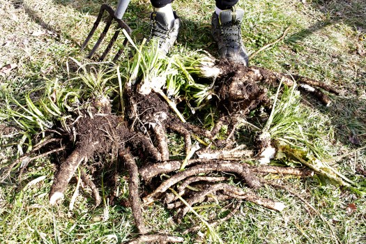 horse radish by feet