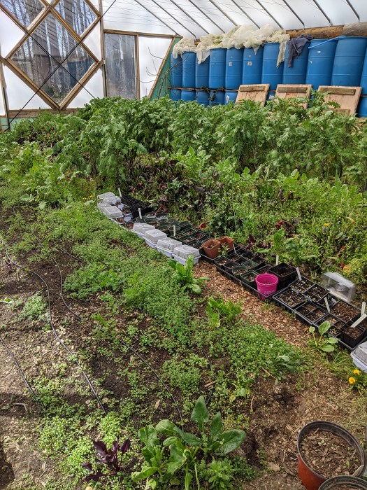 Inside greenhouse early April 1