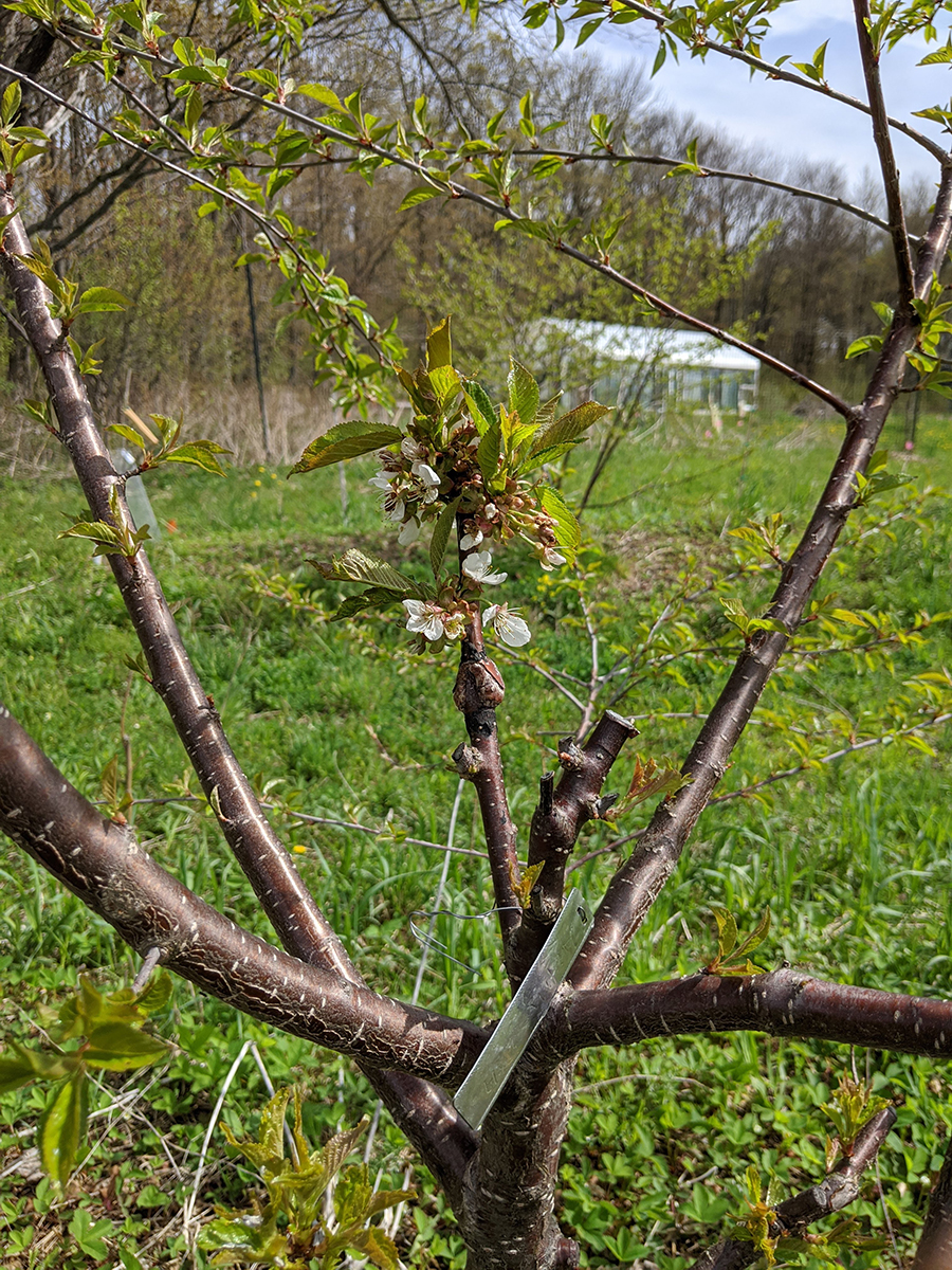 cherry graft flowering