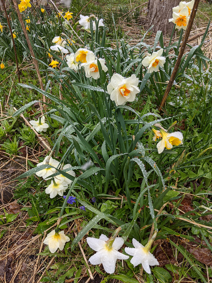 Daffodils with snow