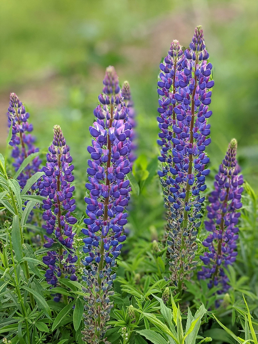 Lupins