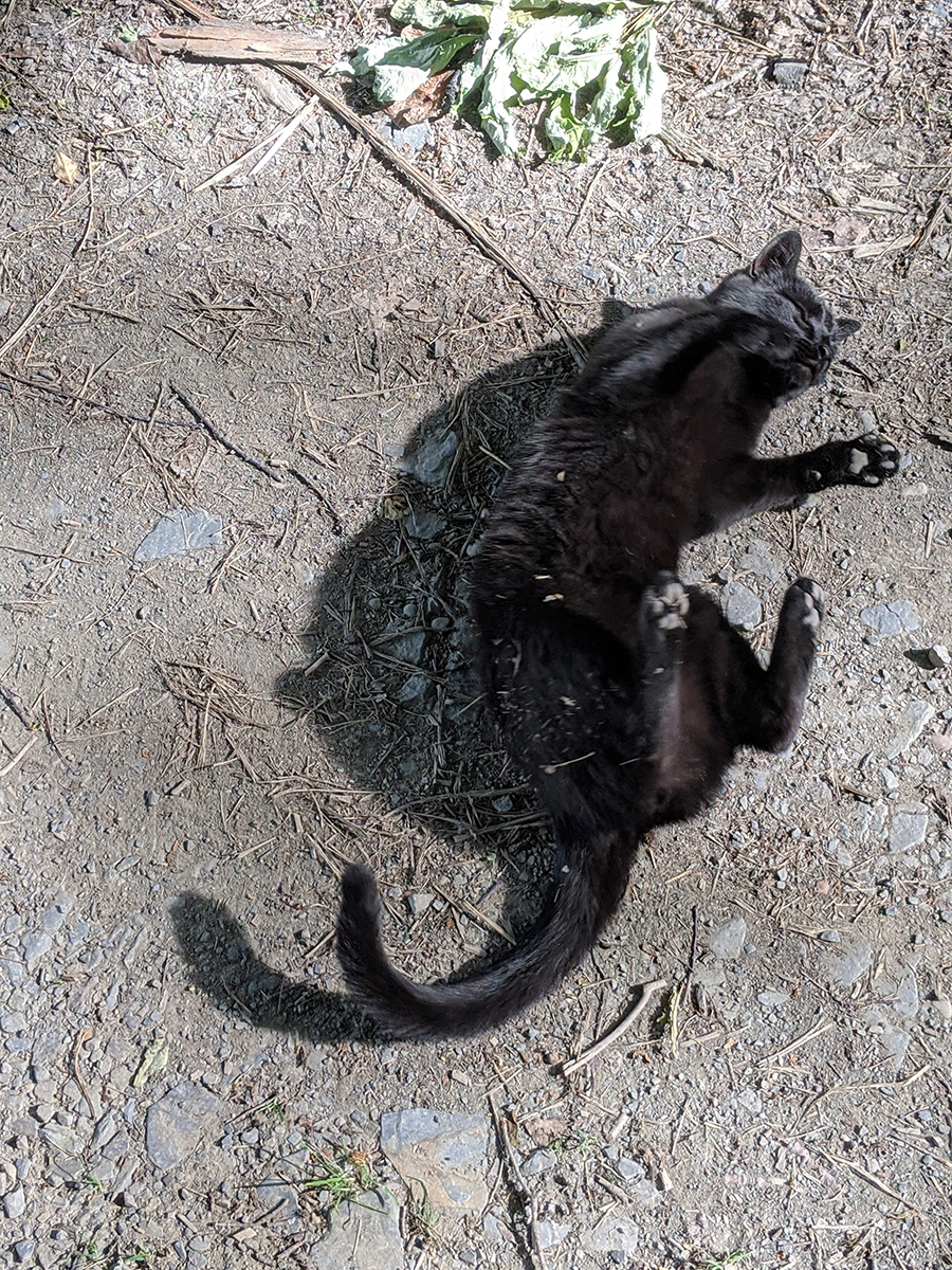 00000IMG_00000_BURST20200618171544708_COVER copy