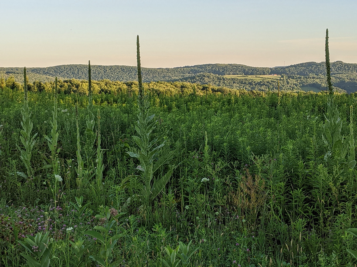 00000IMG_00000_BURST20200717195046129_COVER copy