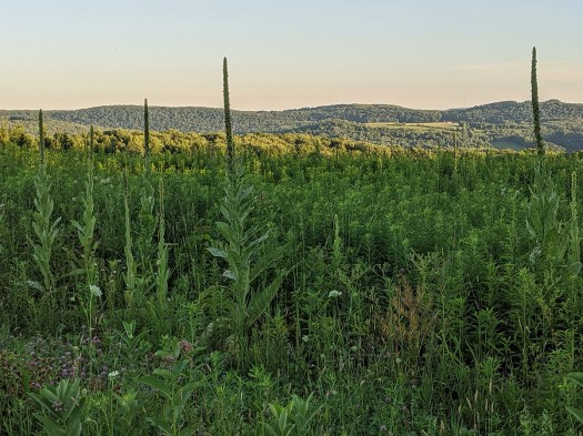 00000IMG_00000_BURST20200717195046129_COVER copy