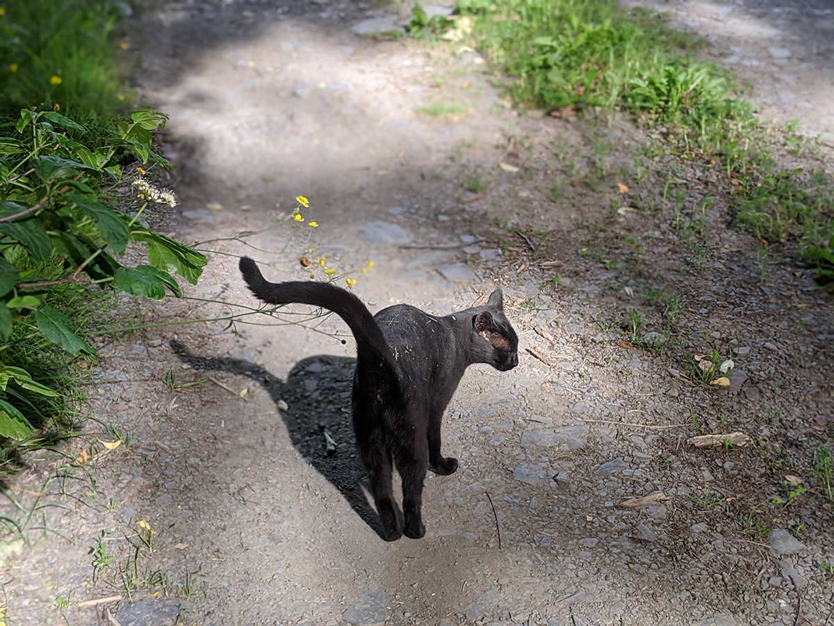 00100lrPORTRAIT_00100_BURST20200618171636399_COVER copy