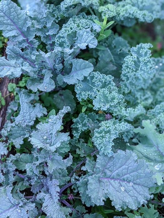 00100lrPORTRAIT_00100_BURST20200625202821084_COVER copy