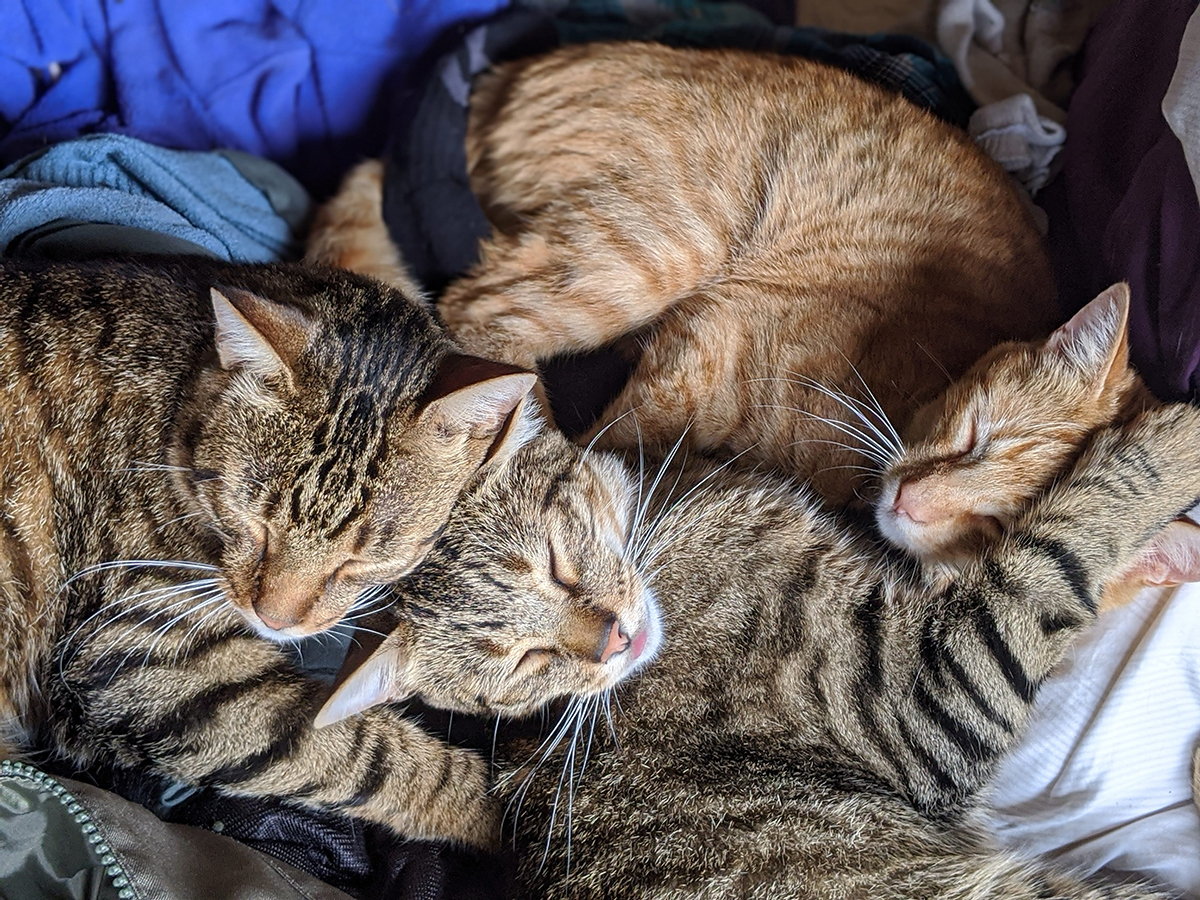 00100lrPORTRAIT_00100_BURST20200703153553478_COVER copy