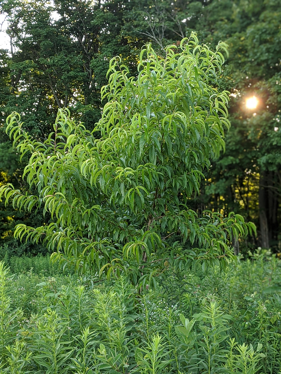 00100lrPORTRAIT_00100_BURST20200717193945095_COVER copy