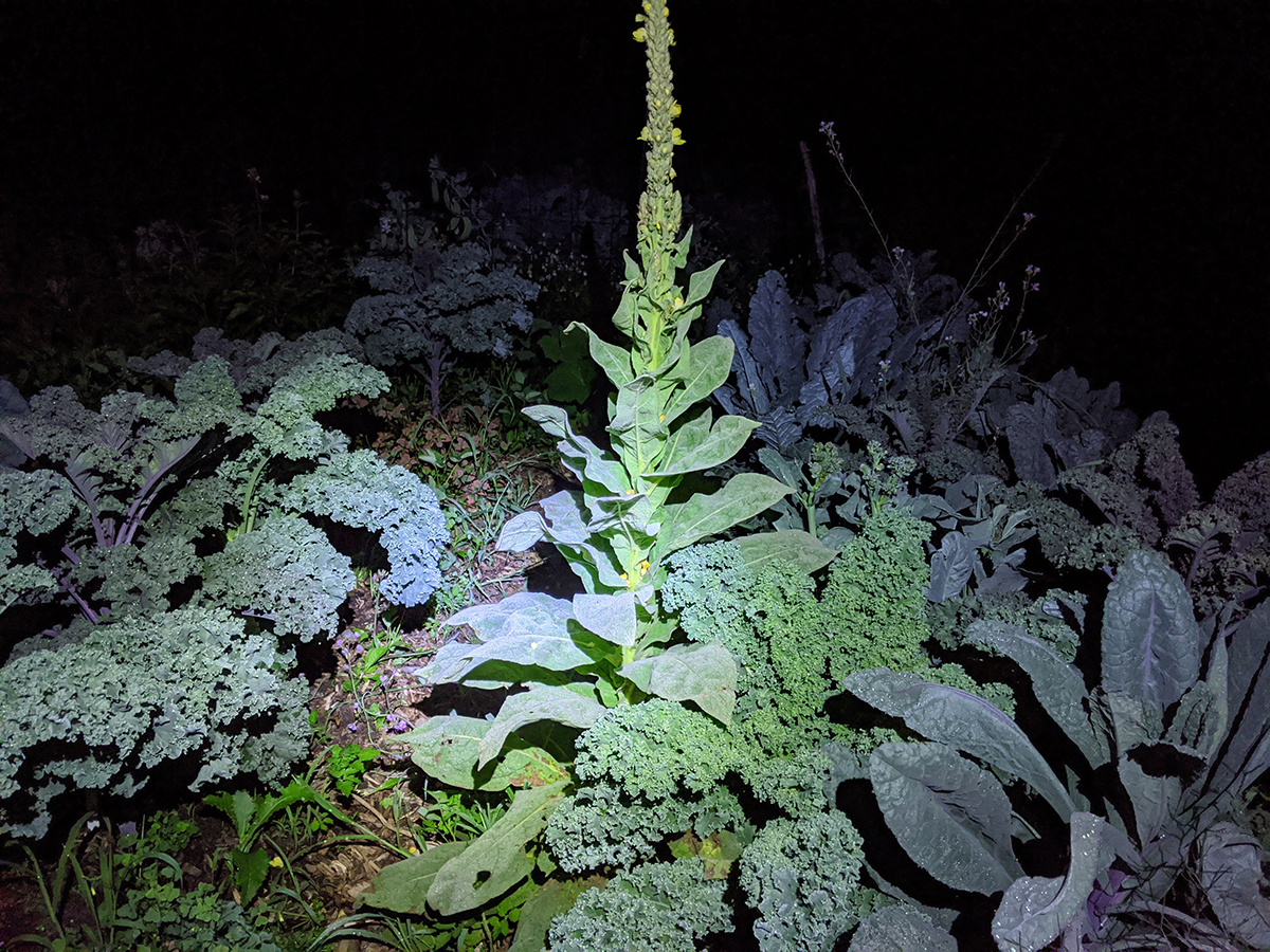 IMG_20200714_003239 copy