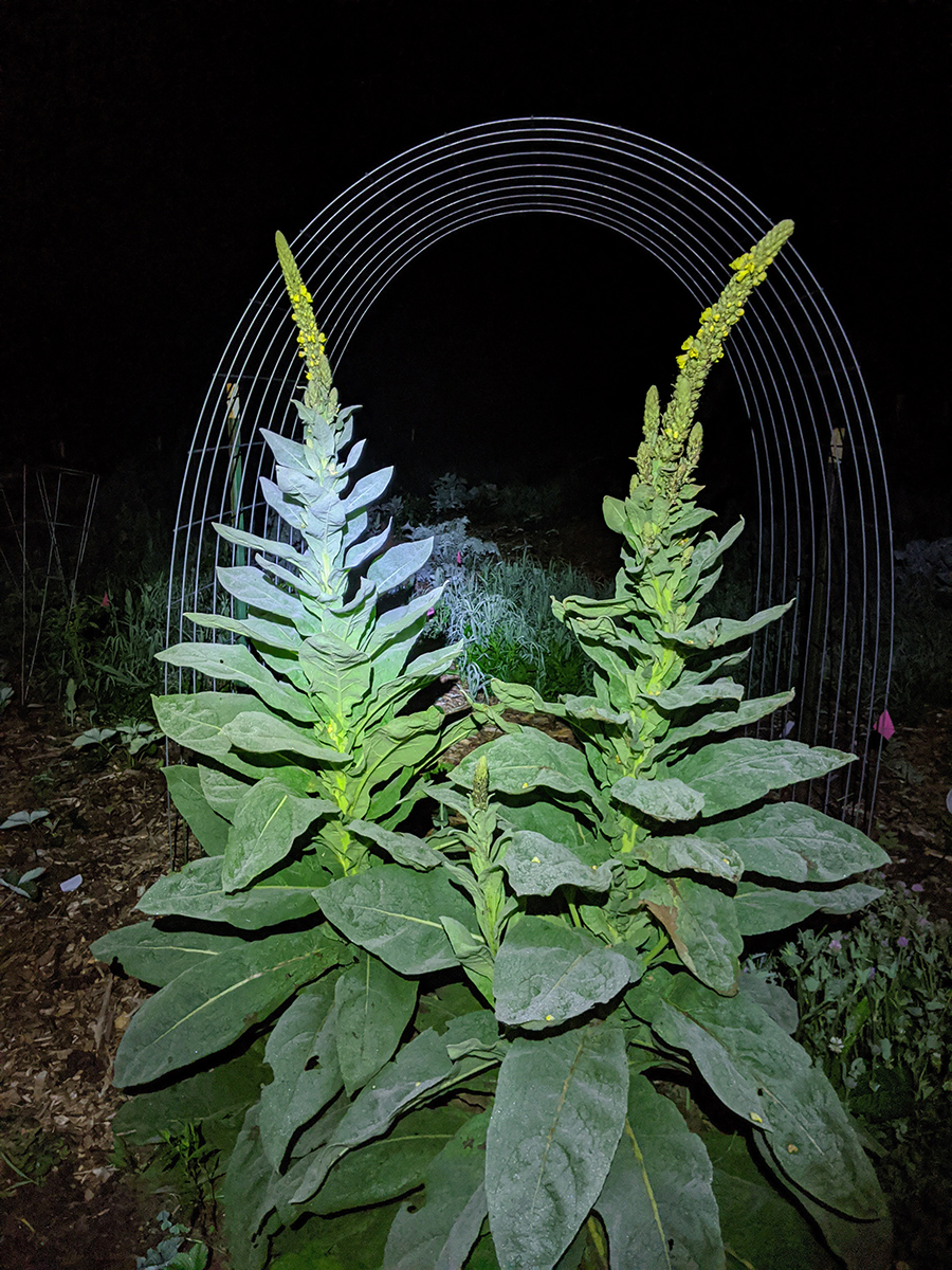 IMG_20200714_003831 copy